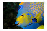 Queen Angelfish (Holacanthus Ciliaris) by Anonymous