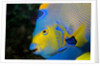 Queen Angelfish (Holacanthus Ciliaris) by Anonymous
