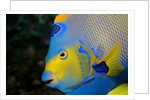 Queen Angelfish (Holacanthus Ciliaris) by Anonymous