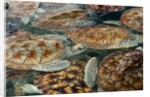 Juvenile Green Turtles in Captivity by Anonymous