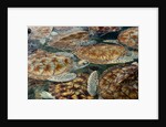 Juvenile Green Turtles in Captivity by Anonymous