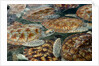 Juvenile Green Turtles in Captivity by Anonymous