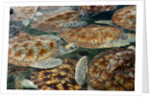 Juvenile Green Turtles in Captivity by Anonymous
