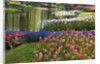 Spring Tulips by Stream by Anonymous