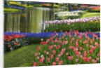 Spring Tulips by Stream by Anonymous