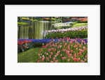 Spring Tulips by Stream by Anonymous