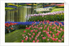 Spring Tulips by Stream by Anonymous