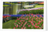 Spring Tulips by Stream by Anonymous