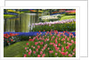 Spring Tulips by Stream by Anonymous