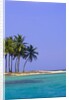 Palm Trees on Pelican Island by Anonymous