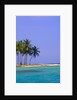Palm Trees on Pelican Island by Anonymous