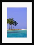 Palm Trees on Pelican Island by Anonymous