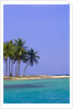 Palm Trees on Pelican Island by Anonymous