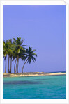 Palm Trees on Pelican Island by Anonymous