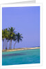 Palm Trees on Pelican Island by Anonymous