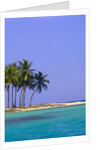 Palm Trees on Pelican Island by Anonymous
