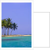 Palm Trees on Pelican Island by Anonymous