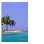 Palm Trees on Pelican Island by Anonymous