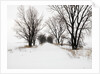 Trees and Drifted Road by Anonymous