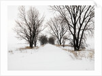 Trees and Drifted Road by Anonymous