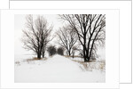 Trees and Drifted Road by Anonymous