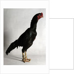 Shamo Cock by Anonymous