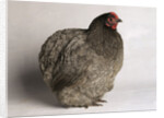 Orpington Blue Bantam by Anonymous