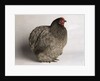 Orpington Blue Bantam by Anonymous
