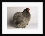 Orpington Blue Bantam by Anonymous