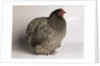 Orpington Blue Bantam by Anonymous