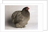 Orpington Blue Bantam by Anonymous