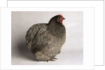 Orpington Blue Bantam by Anonymous