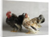 Silkied Serama Cock and Hen by Anonymous