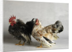 Silkied Serama Cock and Hen by Anonymous