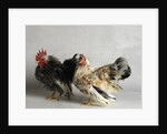 Silkied Serama Cock and Hen by Anonymous