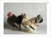 Silkied Serama Cock and Hen by Anonymous