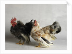 Silkied Serama Cock and Hen by Anonymous