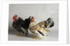 Silkied Serama Cock and Hen by Anonymous