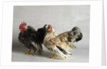 Silkied Serama Cock and Hen by Anonymous