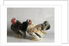 Silkied Serama Cock and Hen by Anonymous