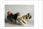Silkied Serama Cock and Hen by Anonymous
