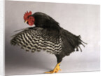 Plymouth Rock Chicken by Anonymous
