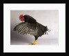 Plymouth Rock Chicken by Anonymous