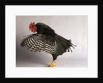 Plymouth Rock Chicken by Anonymous
