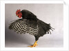 Plymouth Rock Chicken by Anonymous