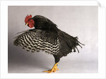 Plymouth Rock Chicken by Anonymous
