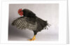 Plymouth Rock Chicken by Anonymous
