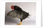 Plymouth Rock Chicken by Anonymous