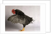 Plymouth Rock Chicken by Anonymous