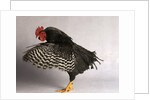 Plymouth Rock Chicken by Anonymous